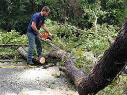 Best Fruit Tree Pruning  in Ontario, CA