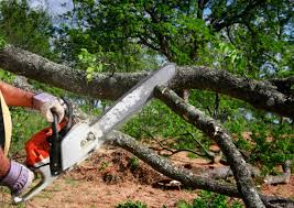 Seasonal Cleanup (Spring/Fall) in Ontario, CA