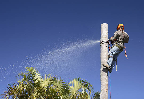 Best Hazardous Tree Removal  in Ontario, CA