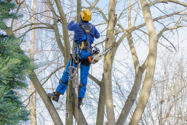 Best Root Management and Removal  in Ontario, CA