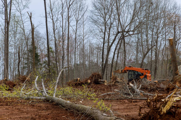 Best Utility Line Clearance  in Ontario, CA