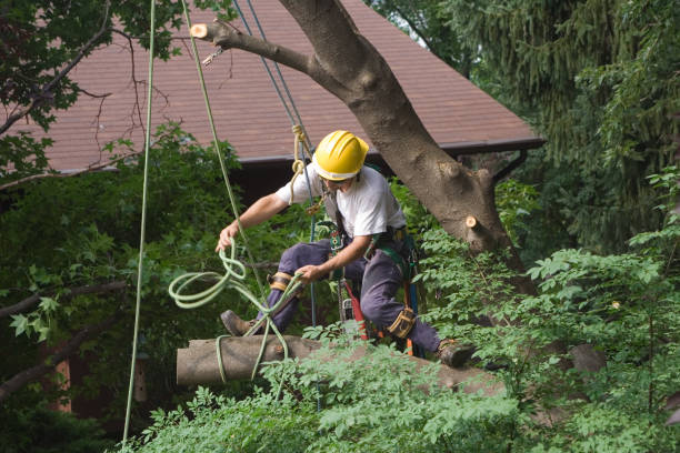 Best Commercial Tree Services  in Ontario, CA