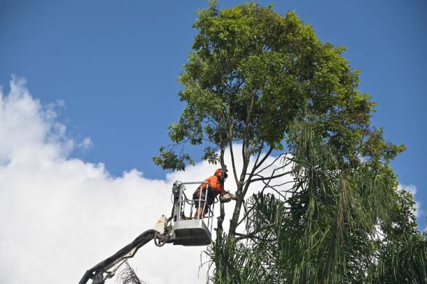 Best Palm Tree Trimming  in Ontario, CA