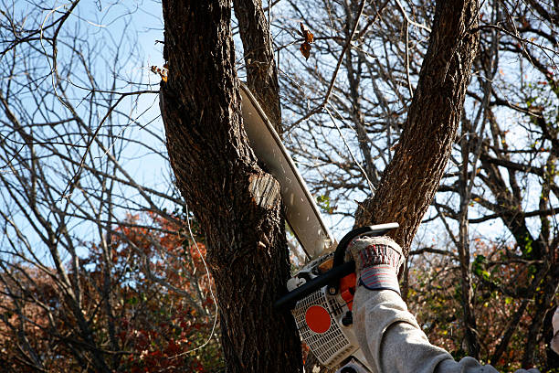 Best Tree Cabling and Bracing  in Ontario, CA