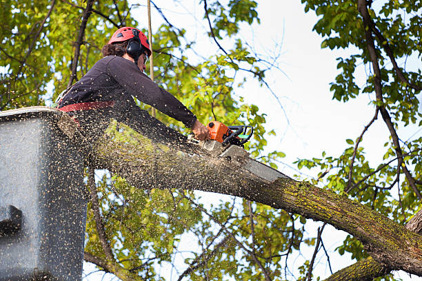 Best Tree Preservation Services  in Ontario, CA