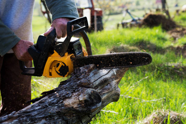 Best Tree and Shrub Care  in Ontario, CA