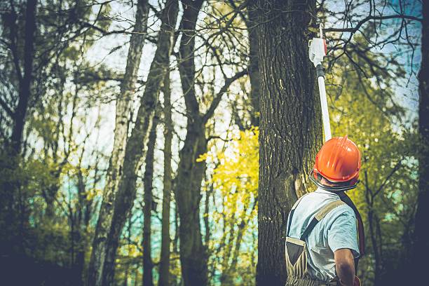 Best Tree Trimming and Pruning  in Ontario, CA