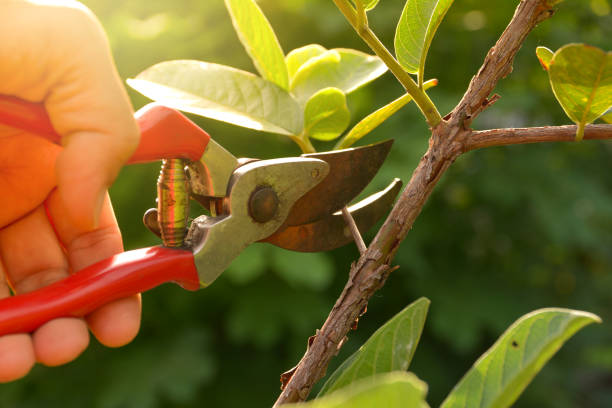 Best Tree Removal  in Ontario, CA