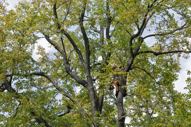 Best Emergency Tree Removal  in Ontario, CA